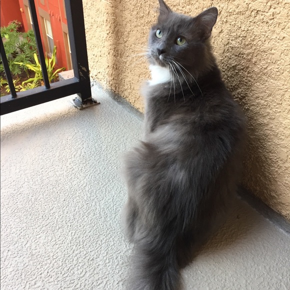 Meet your posher, Rayna 🙂 - Picture 2 of 7